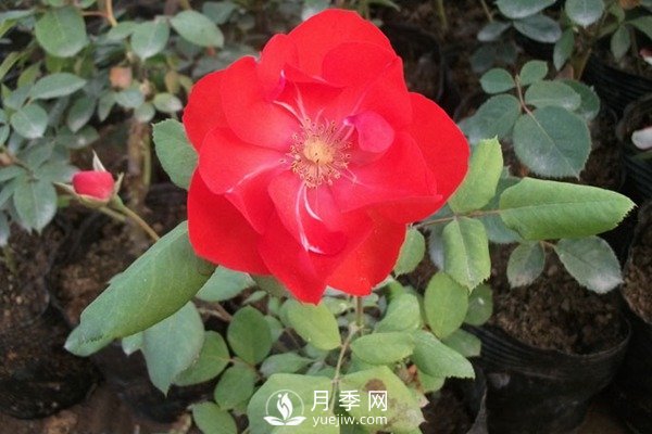 莫海姆豐花月季的種植方法你知道了嗎？(圖1)