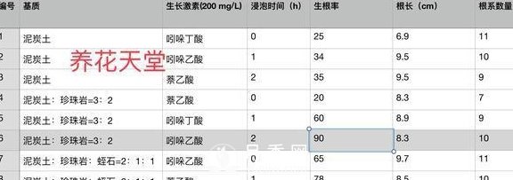 1種酸泡2小時(shí)，月季扦插生根快，白根長10厘米，生根13條(圖5)