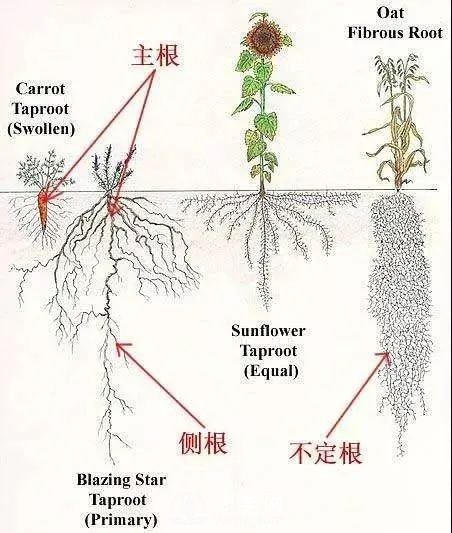 苗木養(yǎng)護(hù)，詳細(xì)的『植物根部』知識普及！(圖2)