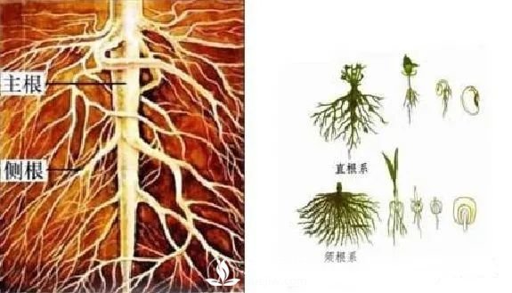 苗木養(yǎng)護(hù)，詳細(xì)的『植物根部』知識普及！(圖3)