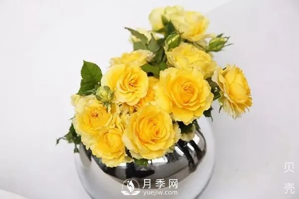 推薦7個(gè)經(jīng)典的黃色月季品種(圖3)