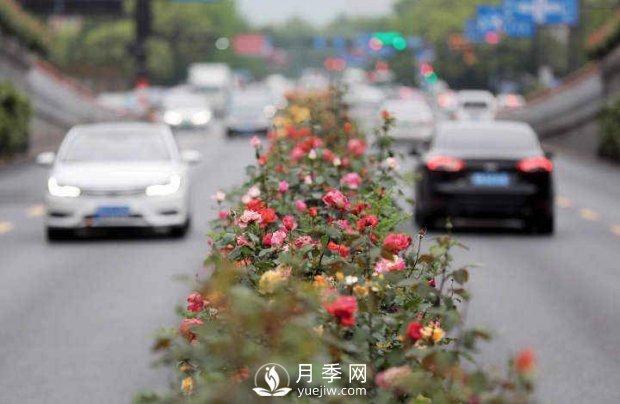 連日陰雨，杭州高架花廊的月季能如期盛開嗎？4月中旬盛開(圖3)