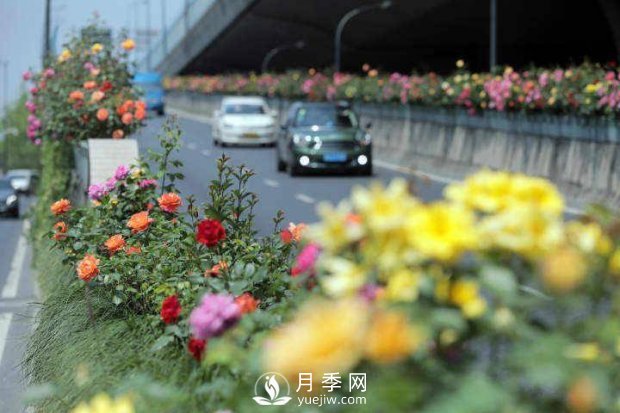 連日陰雨，杭州高架花廊的月季能如期盛開嗎？4月中旬盛開(圖2)