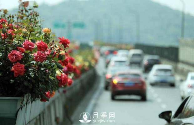 連日陰雨，杭州高架花廊的月季能如期盛開嗎？4月中旬盛開(圖1)