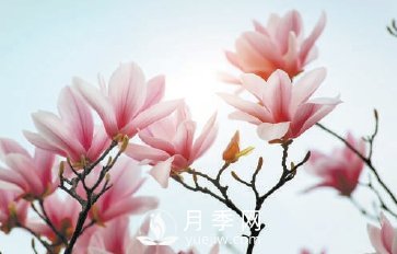 紫玉蘭名為辛夷，其實(shí)是份“心意”！了解玉蘭文化(圖2)