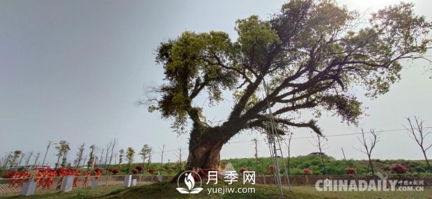 江西省南昌縣涇口鄉(xiāng)舉辦首屆鄉(xiāng)村振興發(fā)展大會(huì)(圖7)