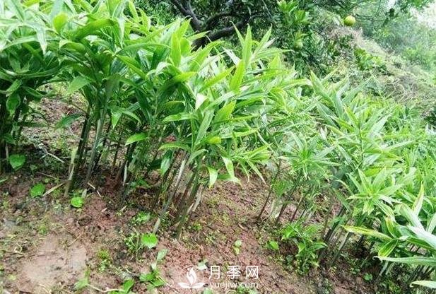 南陽黃精種苗種植基地(圖1)