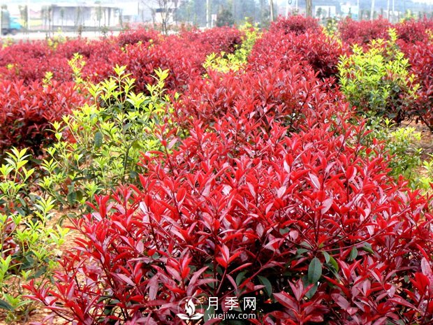 南陽(yáng)市臥龍區(qū)香樟紅葉石楠苗木種植基地(圖1)