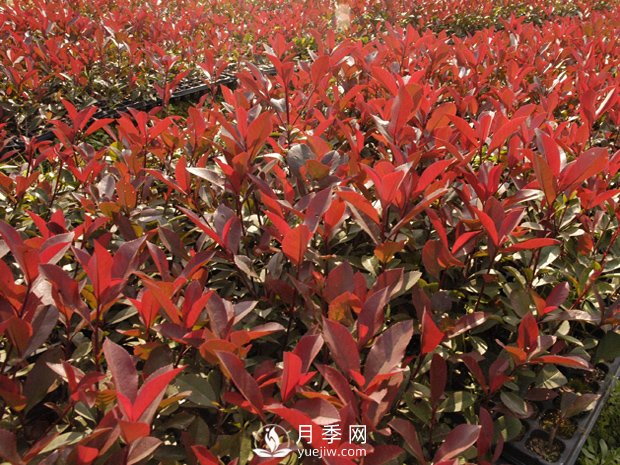 南陽(yáng)市臥龍區(qū)香樟紅葉石楠苗木種植基地(圖2)