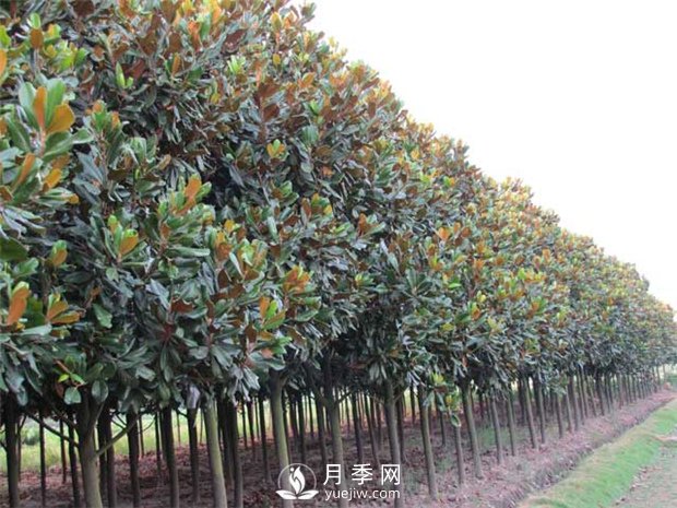 河南南召縣玉蘭苗木花卉種植基地(圖1)