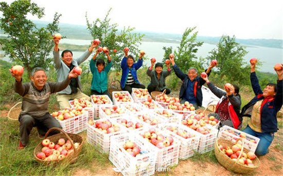 南陽淅川萬畝突尼斯軟籽石榴基地(圖3)