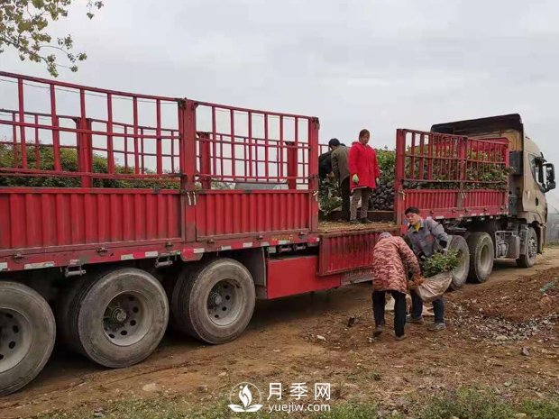 大花盆栽月季批發(fā)，粉扇.緋扇.口紅.金鳳凰(圖4)