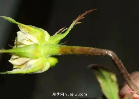 月季嫩枝花苞變彎，可能是莖蜂蟲害來了(圖1)