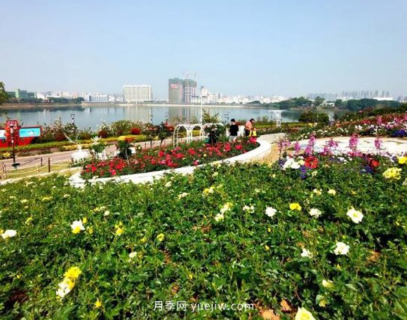 2021深圳4月份月季花觀賞推薦地立新湖公園(圖1)