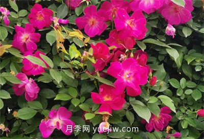 荊州開發(fā)區(qū)西干渠的藤本月季開花啦，千米月季花墻來打卡(圖1)