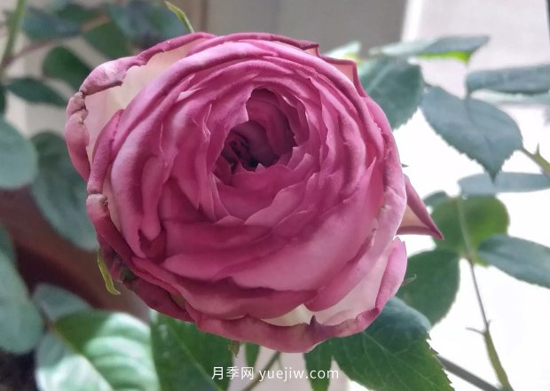 小菜園變身美麗的月季花園(圖3)