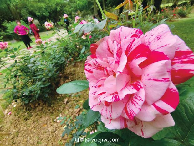 月季花的澆水方法(圖1)