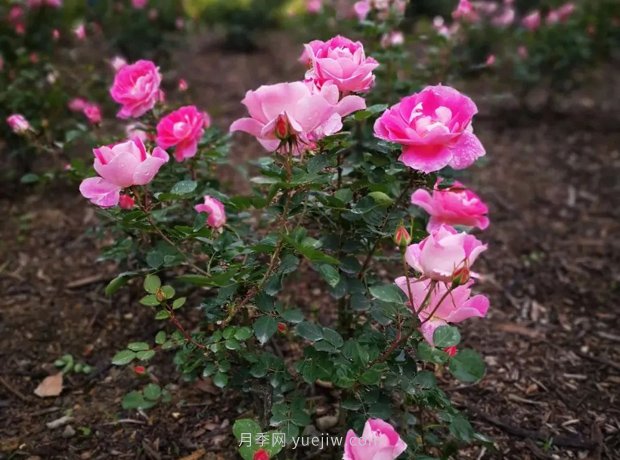 成都植物園也有月季園了，超美盛花期來(lái)啦(圖7)