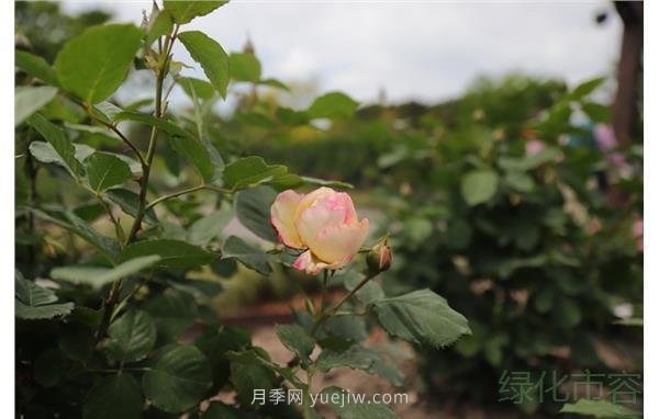 濃香月季綻放上海植物園(圖2)