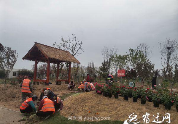 醉美泗陽(yáng)，月季花海，第十一屆中國(guó)月季展覽會(huì)4月28日開(kāi)幕(圖1)