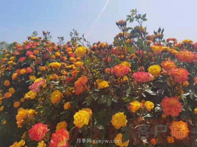 南陽第十二屆月季花會線上線下同步舉行(圖1)