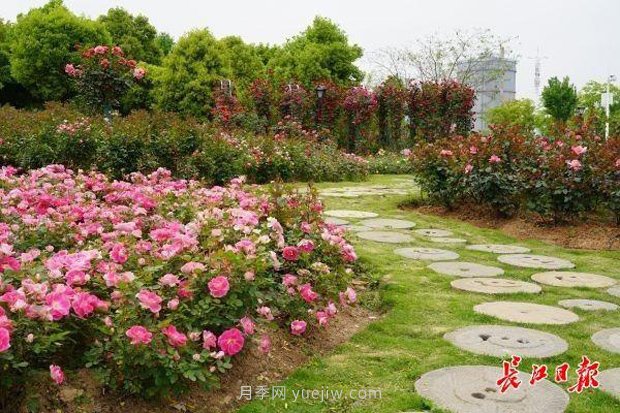 武漢滿街月季開放，近百座公園進入盛花期(圖1)