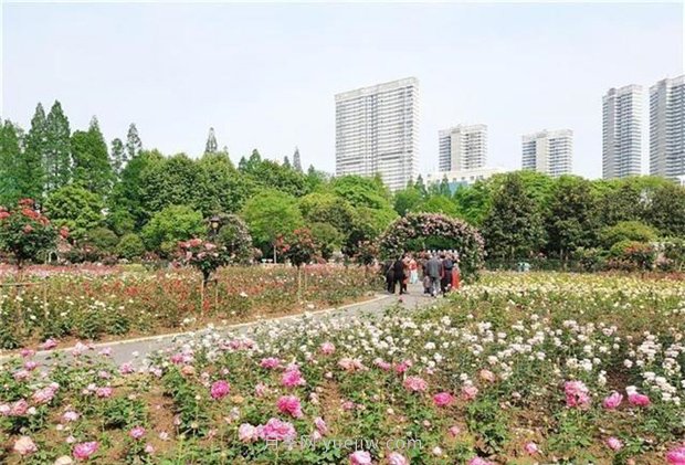 武漢市第十三屆月季展，青山和平公園等你來(lái)打卡(圖1)