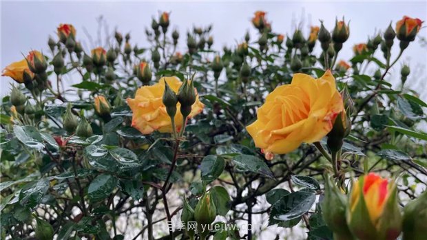 襄城無處不飛花，襄陽首屆月季文化旅游節(jié)開幕(圖1)