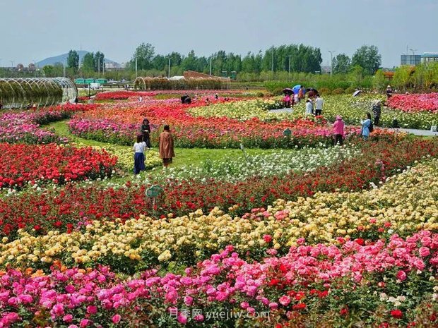 南陽(yáng)世界月季大觀園西園二期開(kāi)放，第十二屆南陽(yáng)月季花會(huì)等你來(lái)(圖1)