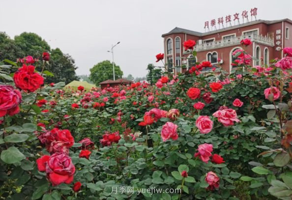 宜昌枝江：繽紛月季陣陣香 以花為謀促振興(圖1)