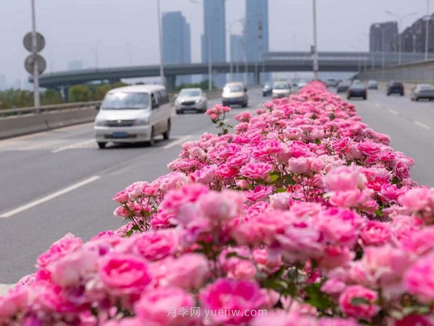 南陽月季美化武漢花城，百條道路月季開到爆街(圖1)