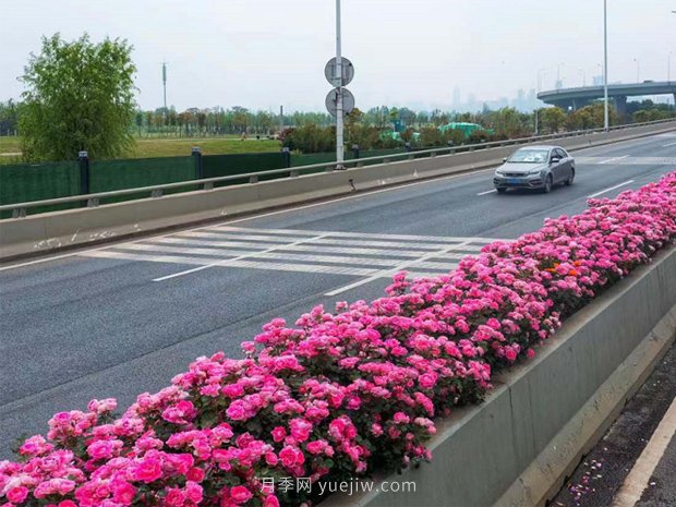 南陽月季美化武漢花城，百條道路月季開到爆街(圖3)