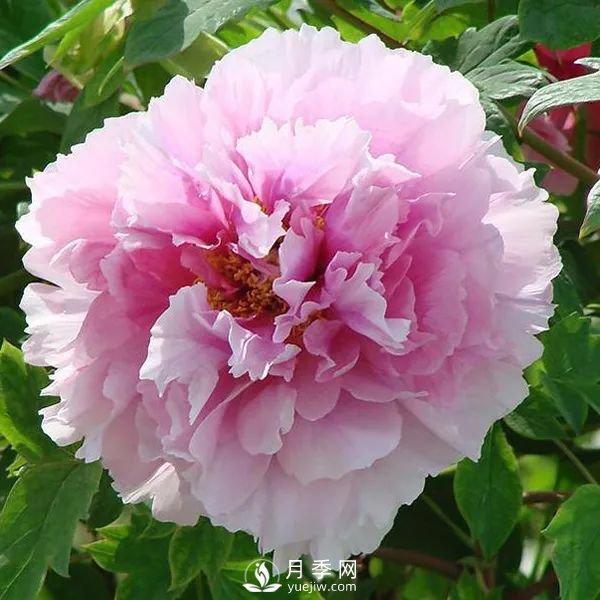 牡丹花中之王，推薦8個(gè)品種**驚艷到你(圖5)