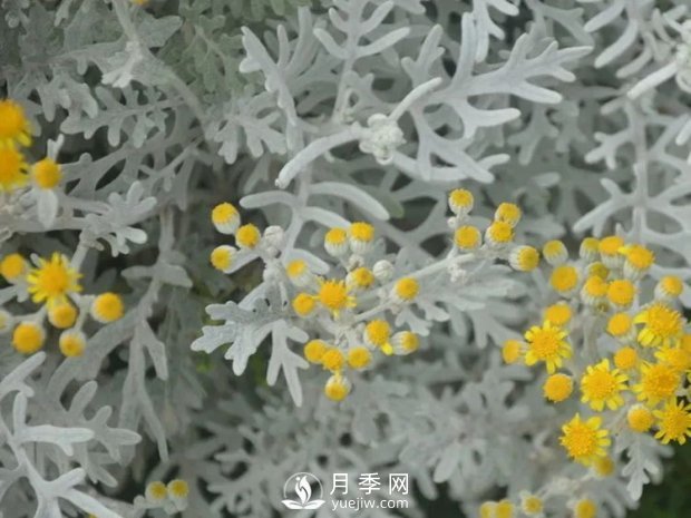 5種綠化帶常見的植物，盆栽觀賞好養(yǎng)(圖4)