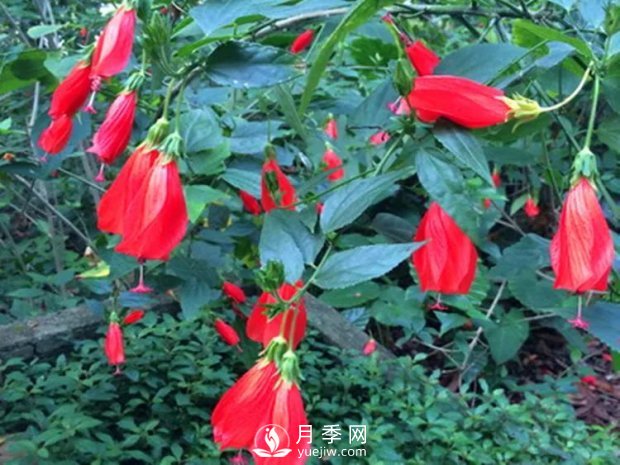 5種綠化帶常見的植物，盆栽觀賞好養(yǎng)(圖6)