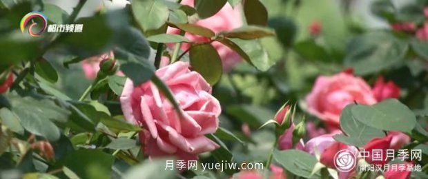 樹(shù)狀月季盛放 昆明人都在走“花路”(圖5)