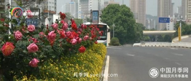 樹(shù)狀月季盛放 昆明人都在走“花路”(圖1)