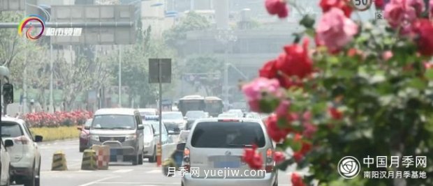 樹(shù)狀月季盛放 昆明人都在走“花路”(圖3)