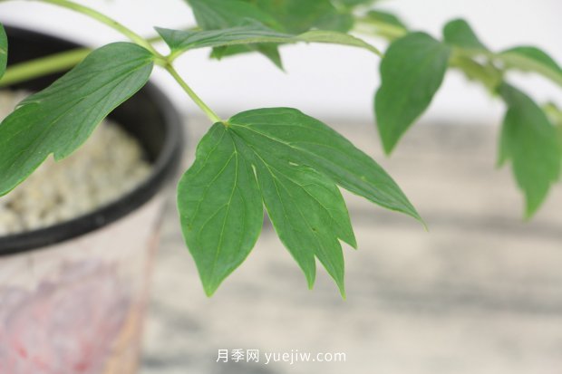 洛陽牡丹花什么時候開花(圖3)