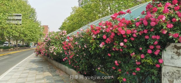 上海打造百條花道，屬于月季的***美賞花季來了(圖6)