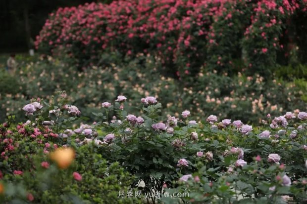 成都植物園也有月季園了，超美盛花期來(lái)啦(圖4)