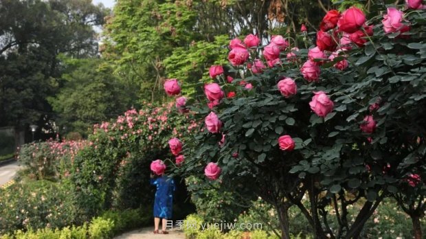 成都植物園也有月季園了，超美盛花期來(lái)啦(圖2)