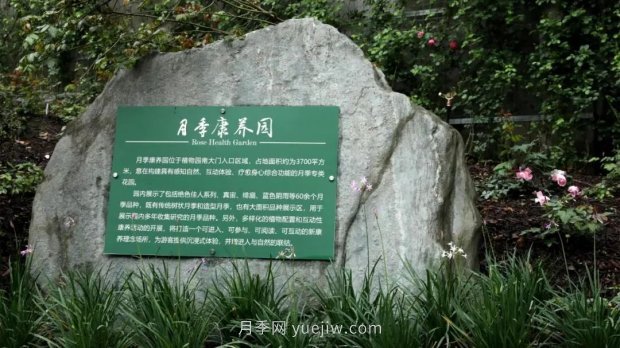 成都植物園也有月季園了，超美盛花期來(lái)啦(圖1)