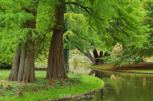 哪些珍貴的樹種沒有被園林行業(yè)注意到？(圖5)