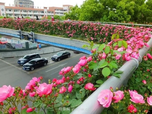 四月盛放的月季時間，湖北宜昌給你的專屬浪漫花園(圖1)