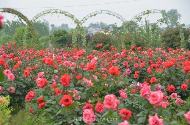 四月盛放的月季時間，湖北宜昌給你的專屬浪漫花園(圖8)