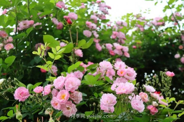 四月盛放的月季時間，湖北宜昌給你的專屬浪漫花園(圖12)