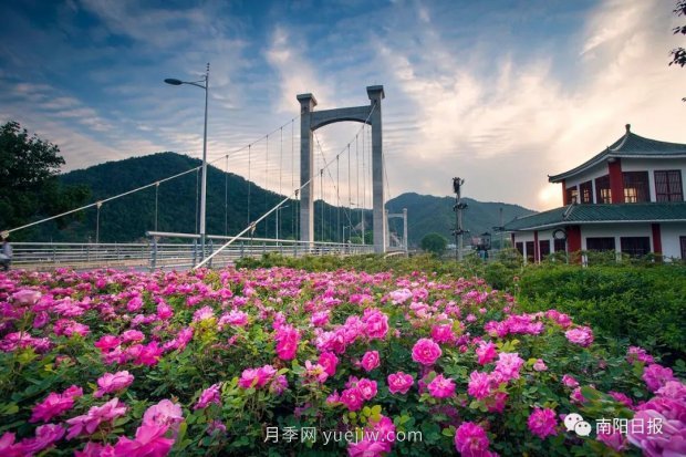 第十二屆南陽月季花會(huì)4月29日開幕，花事活動(dòng)提前報(bào)(圖3)