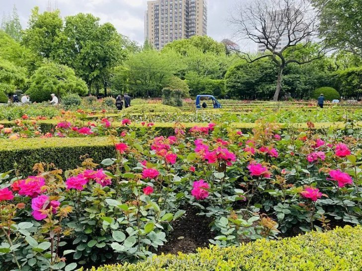 上海復(fù)興公園月季園，月季花開獻(xiàn)給市民的視覺(jué)盛宴(圖3)