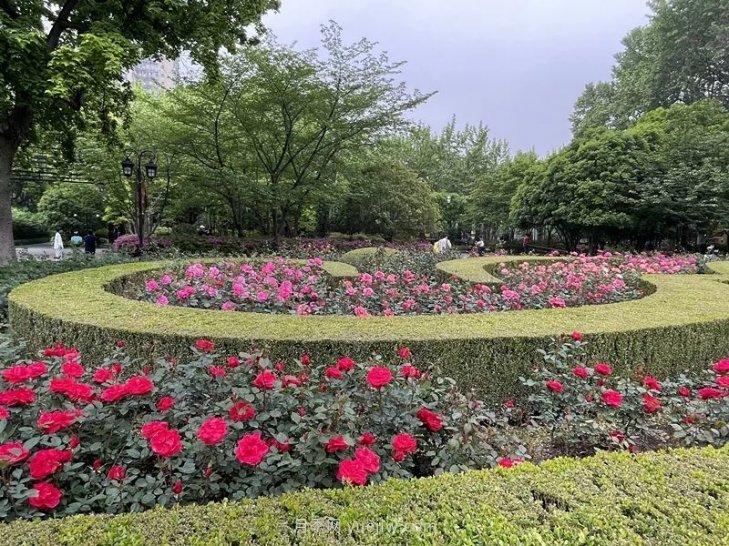 上海復(fù)興公園月季園，月季花開獻(xiàn)給市民的視覺(jué)盛宴(圖1)